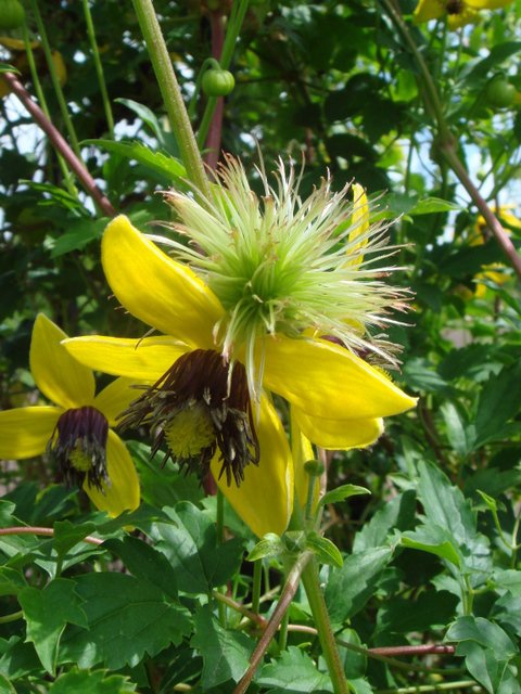 Clematis tangutica 'Golden Tiara' fleur et fruit